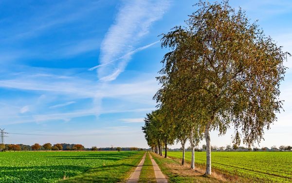 Ein von Birken umsäumter Feldweg in der Nähe von Sittensen