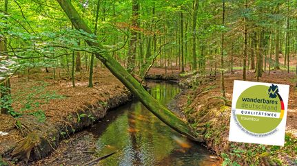 Kuhbach im dichten Wald mit dem Zertifikat des NORDPFADES Kuhbach-Oste