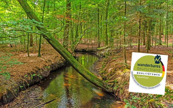 Kuhbach im dichten Wald mit dem Zertifikat des NORDPFADES Kuhbach-Oste