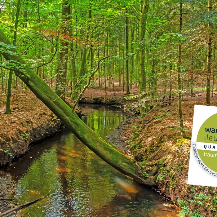 Kuhbach im dichten Wald mit dem Zertifikat des NORDPFADES Kuhbach-Oste