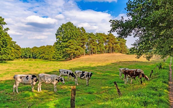 Kühe im Kuhbachtal am NORDPFAD Kuhbach-Oste