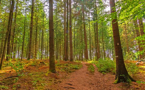 Pfad im Kuhmühler Wald