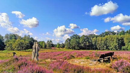 Die Vareler Heide mit Sandsteinskulptur zur Heideblüte