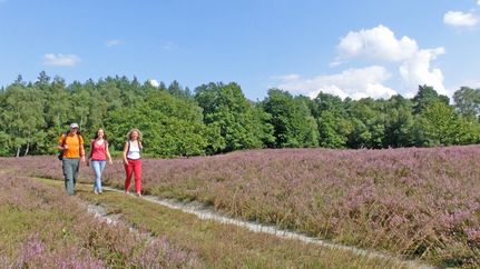 Wanderung durch die Vareler Heide zur Heideblüte