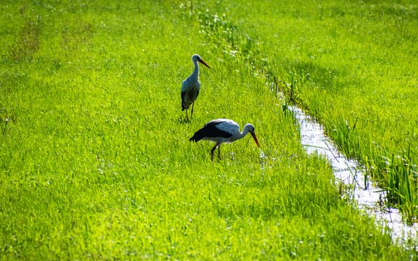Störche in der Osteniederung am NORDPFAD Vörder See - Osteland