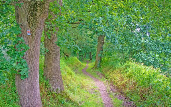 Schmaler Wanderweg entlang der Oste