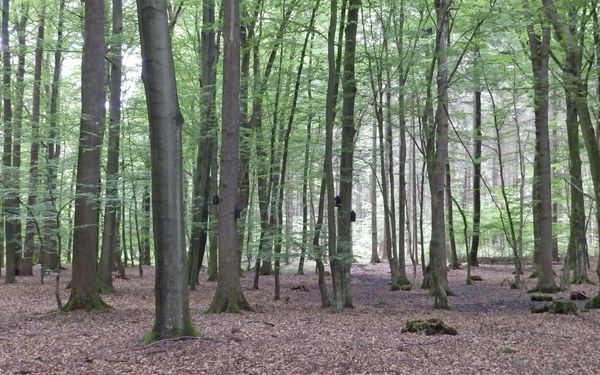 Ein Mischwald - der Forst Franzhorn