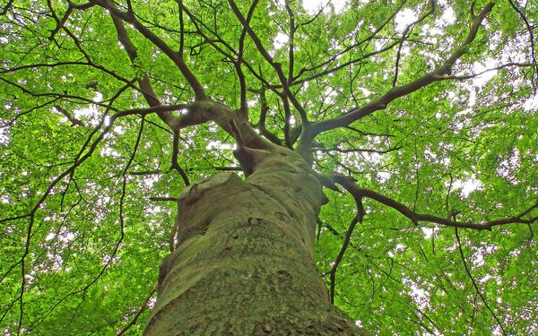 Baum im Rotenburger Ahewald