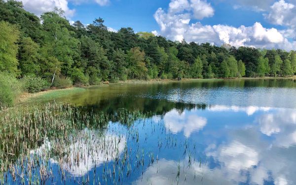 Der Große Bullensee mit Schilf am Ufer