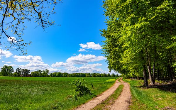 Feldweg zum Forst Buhlen des NORDPFADES Federlohmühlen