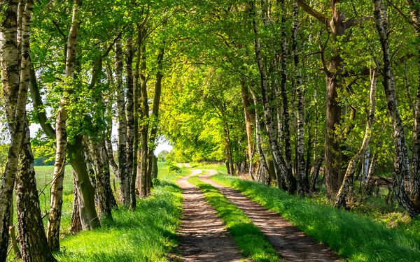 Schattiger Wanderabschnitt des NORDPFADES Federlohmühlen