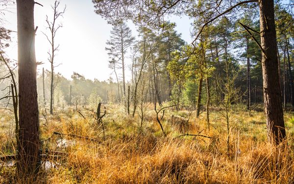 Mystische Moorlandschaft im Großen und Weißen Moor