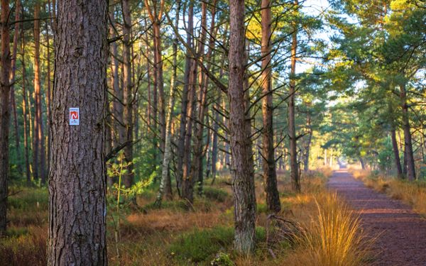 Markierungszeichen am Weg des NORDPFADES Dör't Moor