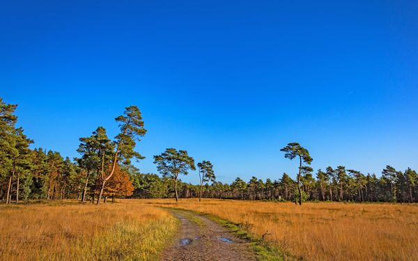 Wiesenlandschaft beim Kleinen Bullensee am NORDPFAD Dör't Moor