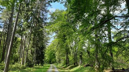 Ein Waldweg im Forst Hinzel