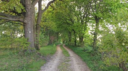 Naturnaher Weg durch ein Waldstück am ORTSWEG Rund um Flötenkiel