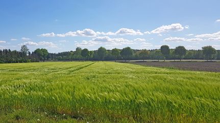Landwirtschaftliche Weite prägt den ORTSWEG Rund um Rhadereistedt