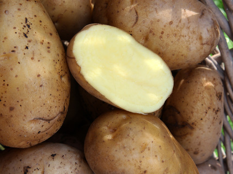 Die Kartoffel Linda