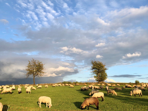 Schafsherde bei Waldbroel