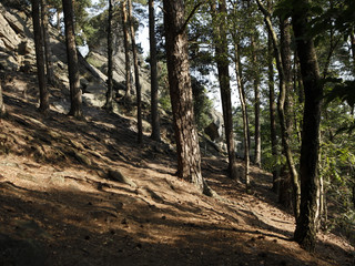 Wald bei Dörenther Klippen