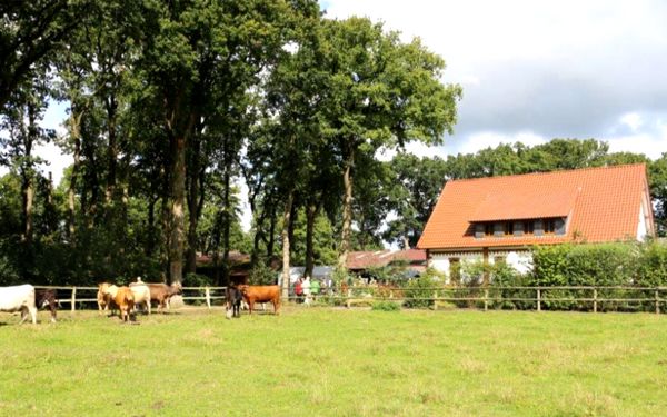 Kühe am Oste Ferienhof