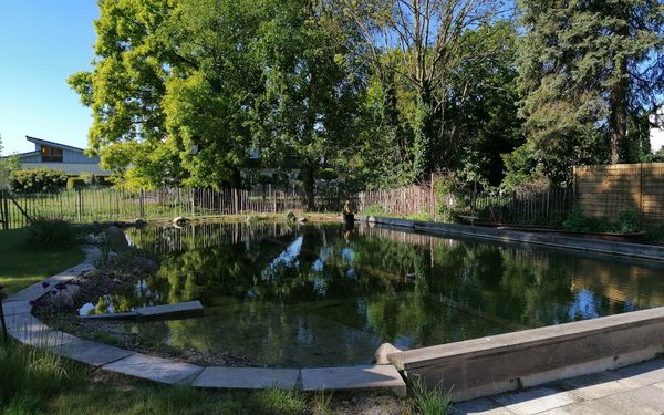 Schwimmteich im Garten des Gästezimmers Lebensart e.V.