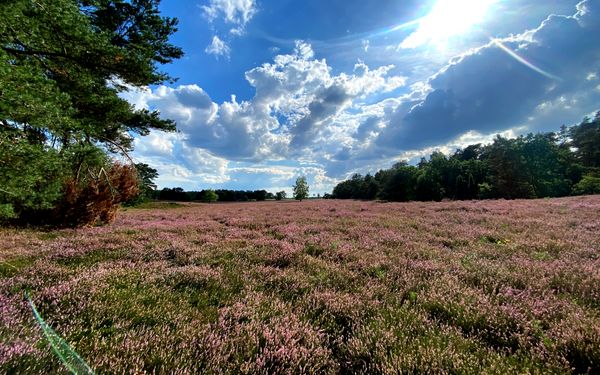 Heideblüte im Naturschutzgebiet Wolfsgrund