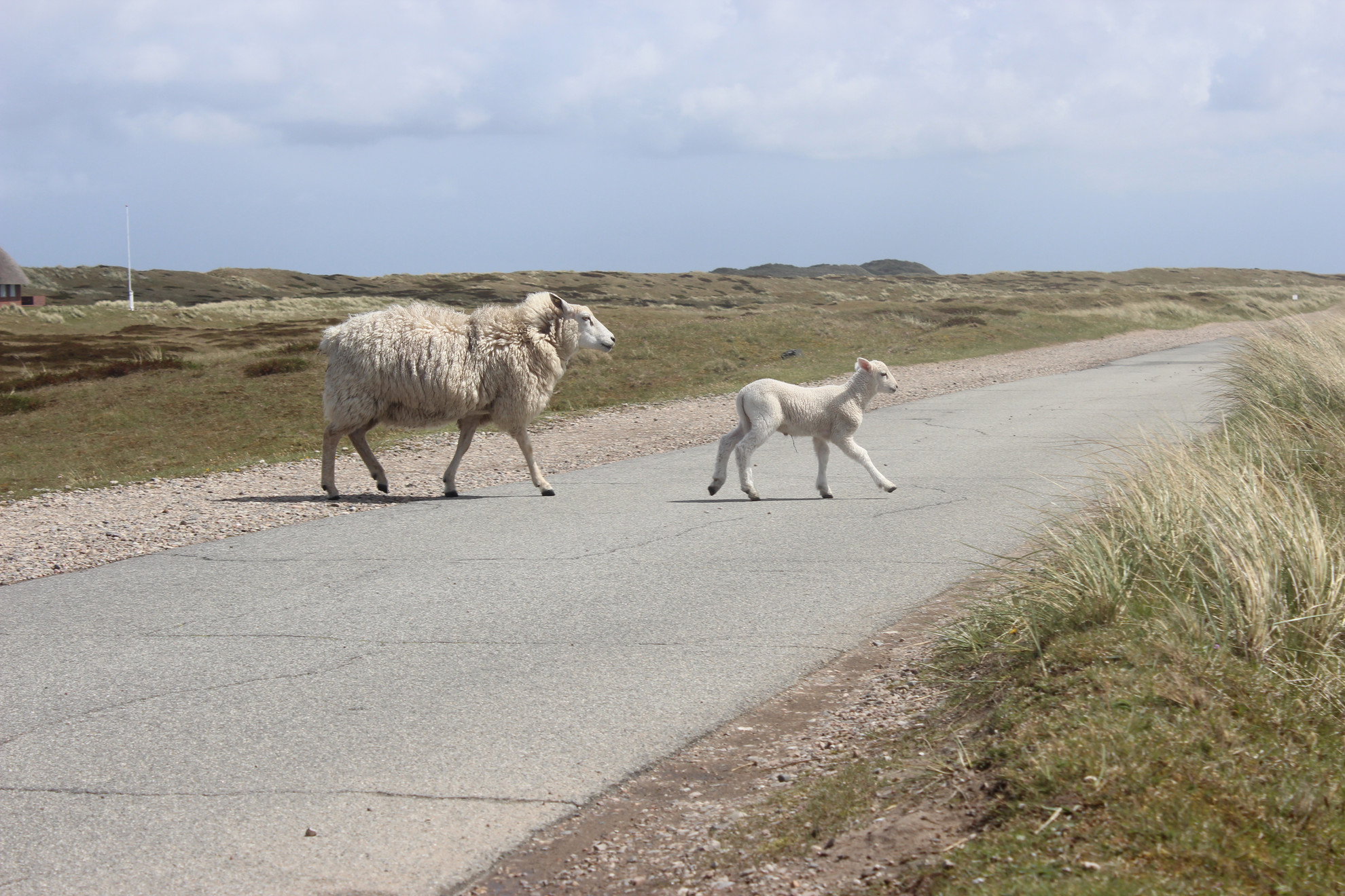Schafe kreuzen die Straße am Ellenbogen