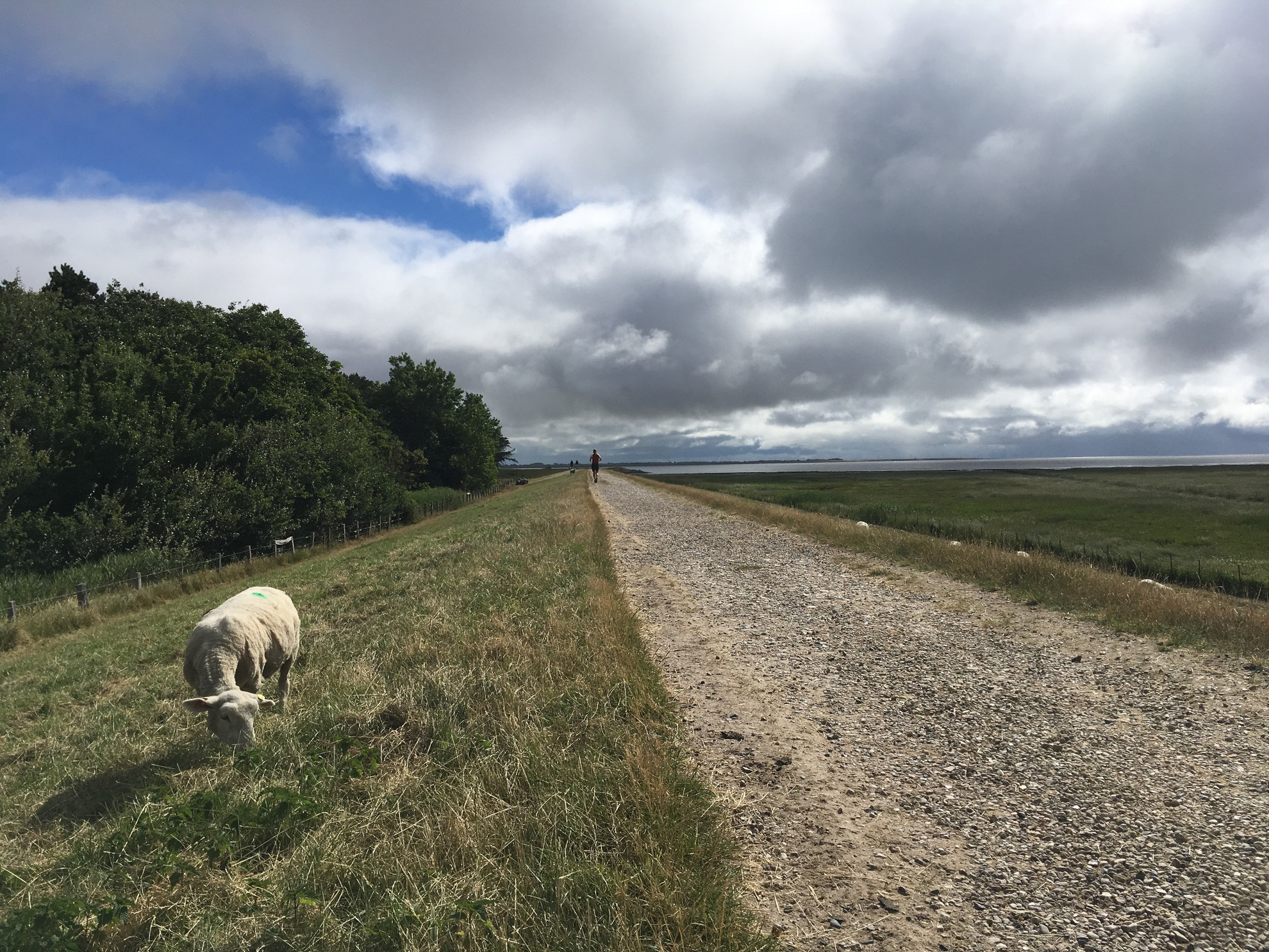 Deichweg und freilaufendes Schaf