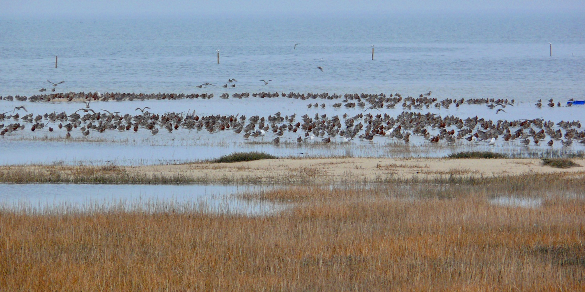 Die Hörnumer Nehrung ist ein wichtiger Rast- und Brutplatz für Küstenvögel.
