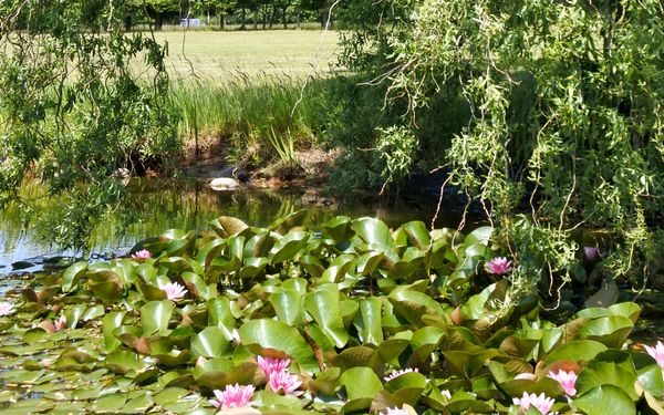 Natur pur - Seerosen im Teich des Golfplatzes Sittensen