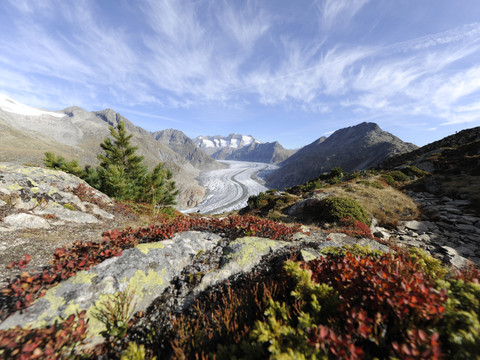 Sicht auf den Grossen Aletschgletscher von der Moosfluh