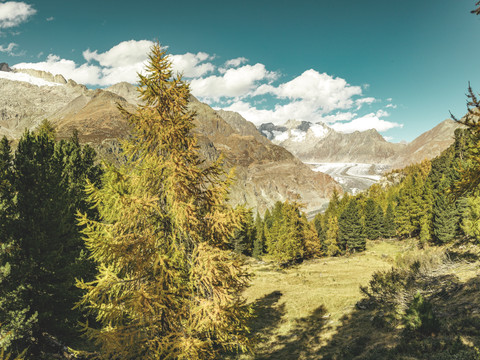 Herbst Panorama von der Riederalp Richtung Aletschgletscher
