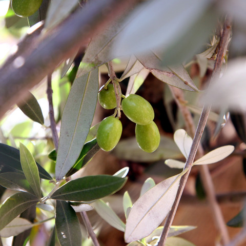 Olivenbäume Bei Kosta
