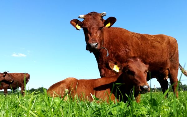 Lebensmittelpunkt in Hepstedt - Lebensmittel wieder mehr in den Fokus stellen