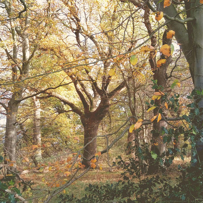 Naturschutzgebiet Heidmoor alter Baumbestand
