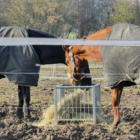 Zwei Pferde auf der Weide