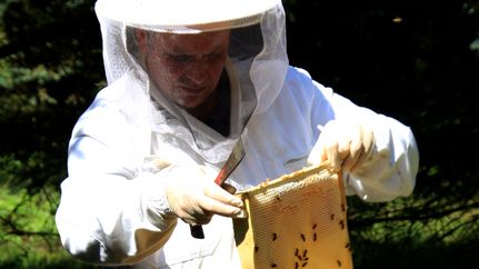 Imker Adrian Nötzel bei seinen Bienen