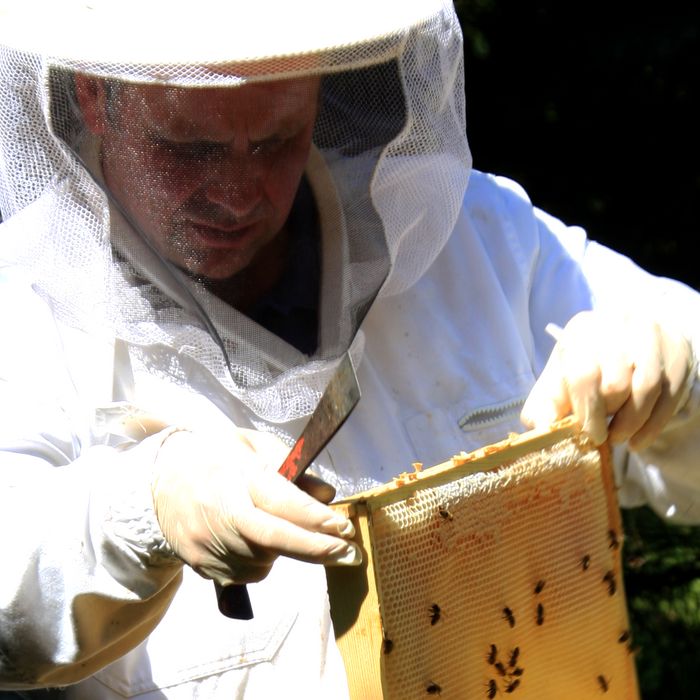 Imker Adrian Nötzel bei seinen Bienen