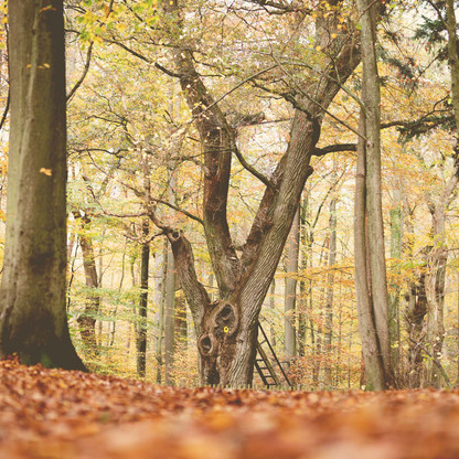 Eutin Herbst Braeutigamseiche Wald.jpg