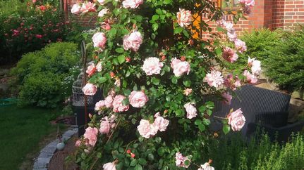 Rosafarbene Rosen im Rosengarten 