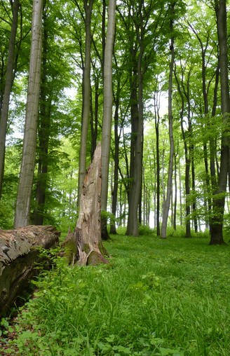 Naturerbe-Buchenwald
