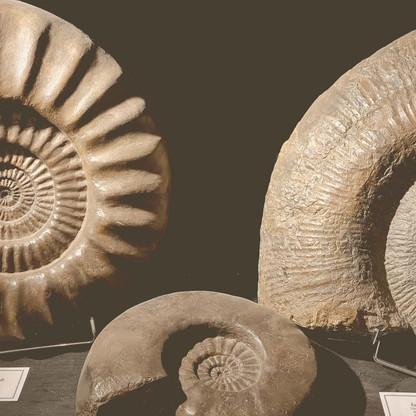 Ammoniten Lias Schwaben