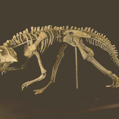Psitaccosaurus