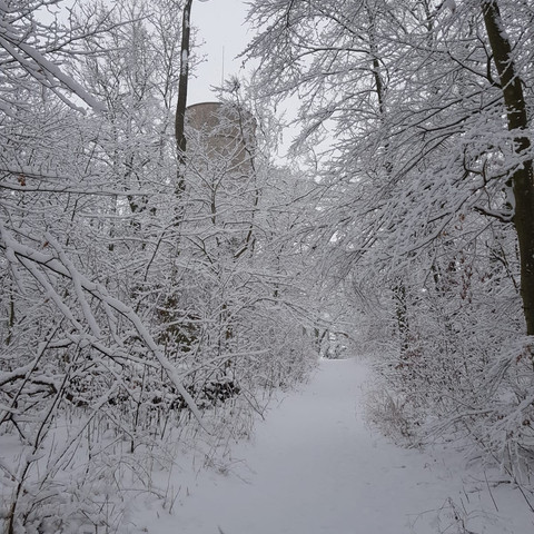 Ahlsburg_Wanderung auf dei Burgruine Grubenhagen_im Winter
