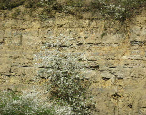 Steinbruch am Nüllberg in Extertal-Laßbruch