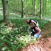 Bärlauchblüte im Naturerbe-Wald bei Altenbeken