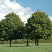 Bildstock mit Bäumen 