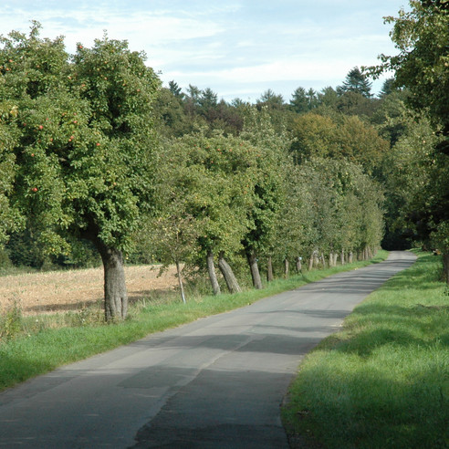 Waldstraße Richtung Steinheimer Holz