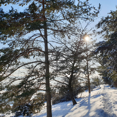 altendorfer-berg-spaziergang-im-winter